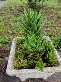 piante di Aloe brevifolia