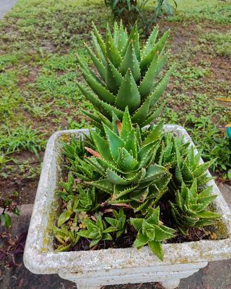 piante di Aloe brevifolia