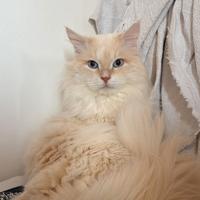 Monta gatto siberiano puro con pedigree AGI