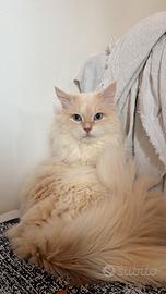 Monta gatto siberiano puro con pedigree AGI