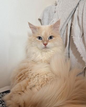 Monta gatto siberiano puro con pedigree AGI