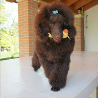 Barboncino Toy Marrone per accoppiamento monta