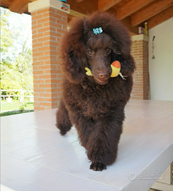 Barboncino Toy Marrone per accoppiamento monta