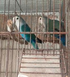 Inseparabili
