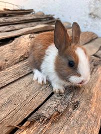 Cuccioli coniglietti nani