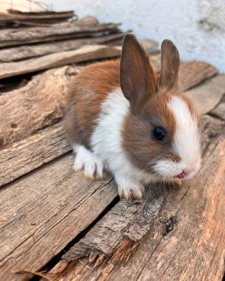 Cuccioli coniglietti nani