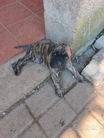 Cuccioli di cane corso