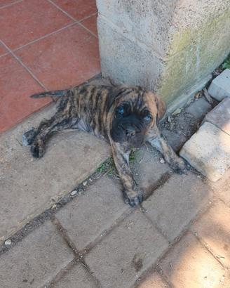 Cuccioli di cane corso