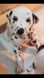 Cuccioli di dalamta con pedegree 