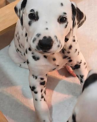 Cuccioli di dalamta con pedegree 