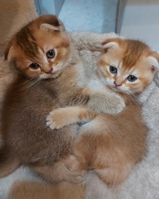 Scottish Fold Golden