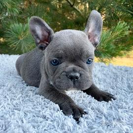 Cuccioli bulldog francese blu maschi femmine