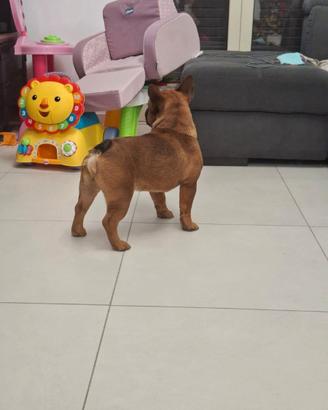 Buldog francese