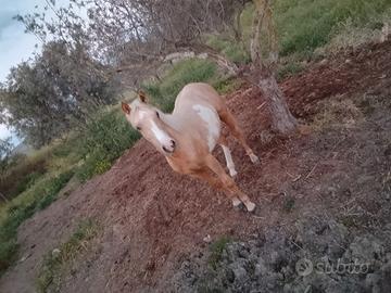 Puledro Paint 14 mesi