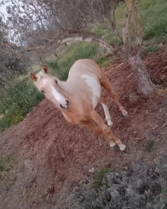 Puledro Paint 14 mesi