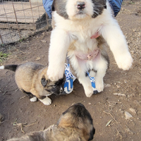 Cuccioli pastore del caucaso