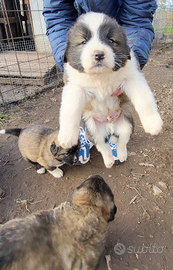 Cuccioli pastore del caucaso