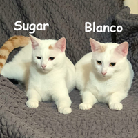Blanco e Sugar mici di 8 mesi