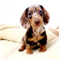 Bassotta arlecchino choco merle