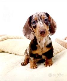 Bassotta arlecchino choco merle