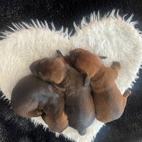 Cuccioli bassotto nano