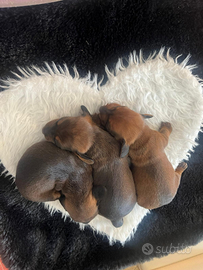 Cuccioli bassotto nano