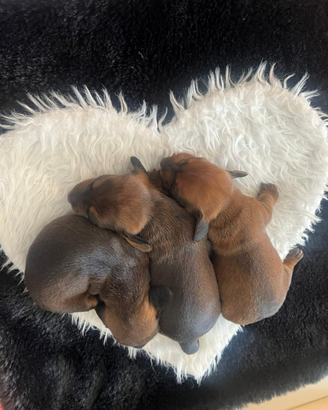 Cuccioli bassotto nano