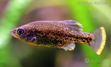 Chapalichthys pardalis