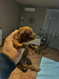 Barboncini mini Toy e Toy