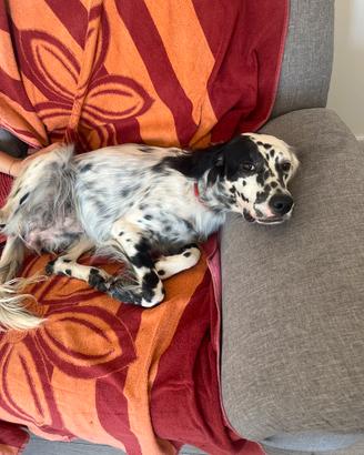 Setter inglese femmina 14 mesi