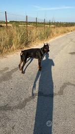 Dobermann per monte