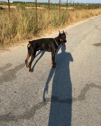 Dobermann per monte