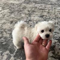 Maltese