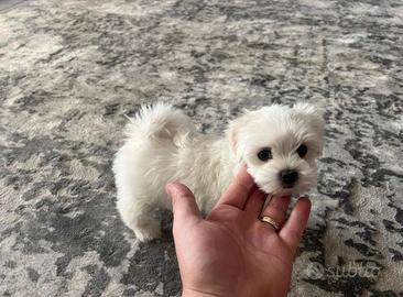 Maltese