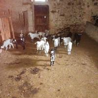Capretti