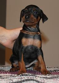 pinscher nano 
