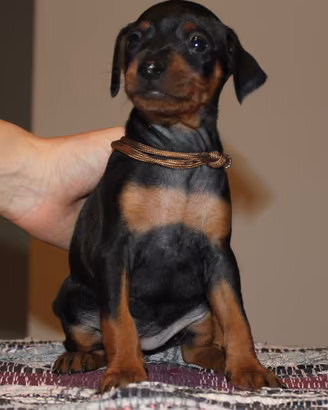 pinscher nano 