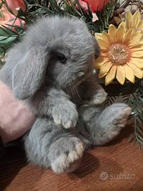 Coniglio Minilop Lilac