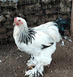 Galli Brahma Bianco Columbia giganti