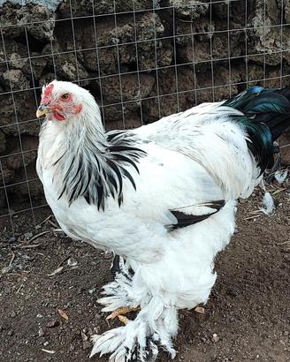 Galli Brahma Bianco Columbia giganti