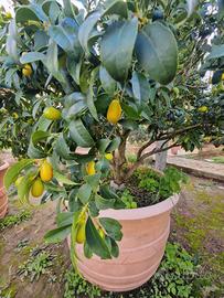 Pianta kumquat