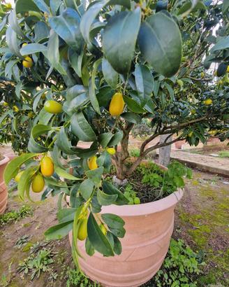 Pianta kumquat