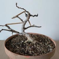 PREBONSAI DI MELOGRANO NANO