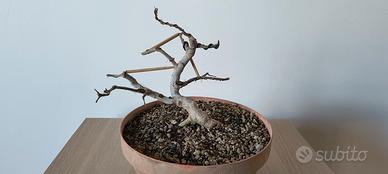 PREBONSAI DI MELOGRANO NANO