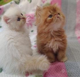 Cuccioli Persiani