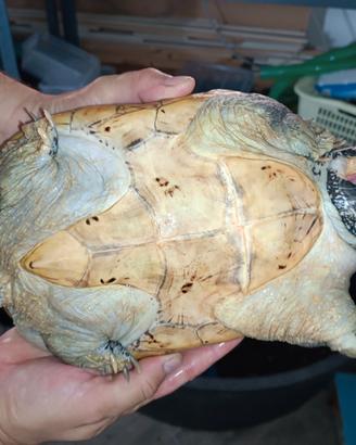Tartaruga staurotypus triporcatus