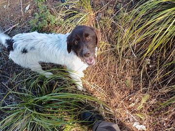 Cucciola Drahtharr/Lagotto per tartufi