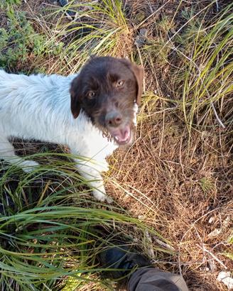 Cucciola Drahtharr/Lagotto per tartufi