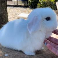 Cucciolo coniglio ariete Minilop