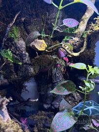 Terrario con gecko